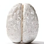 Evolution Neuroscience Kindle eBook by Mariner Books 432 Page-0
